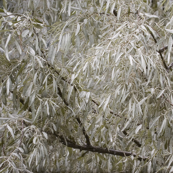 Russian Olive, digital image on cotton, archival pigment based inks, unbleached cotton, Setacolor fabric paints, assorted threads, cotton batting.