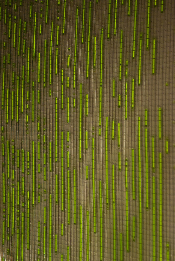 Glowing and Growing, 40in X 36in X 1/8in, polyethylene tubing, fishing line, coloured water, loom weave