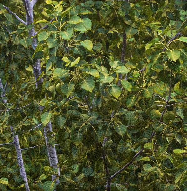 Poplar, Digital image on cotton, archival pigment based inks, unbleached cotton, Setacolor fabric paints, assorted threads, cotton batting.