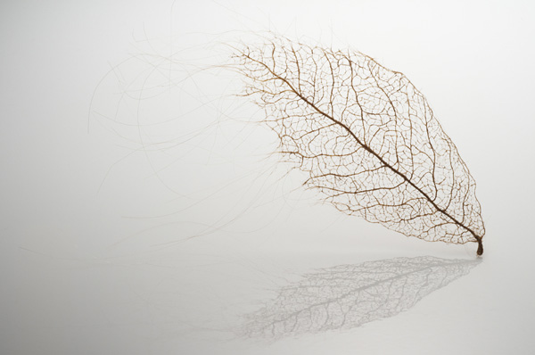 Leaf Series, human hair, 2011 (Photo: Robert Diamante)