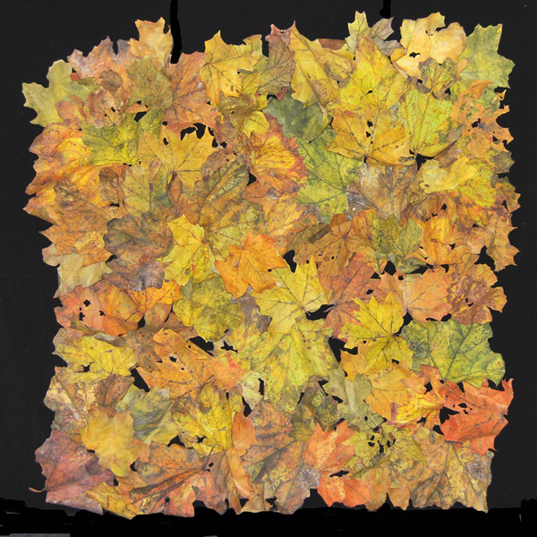 Forest Floor, var. 2, Ink jet printed, stitched, dyed, painted, fused, shaped, cut, 2012, 72 x 72.