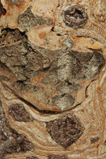 Detail: Tree Prosthetic 1, Bark, yarn, thread, acrylic.