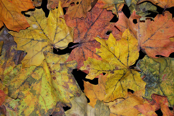 Detail: Forest Floor, var. 2, Ink jet printed, stitched, dyed, painted, fused, shaped, cut, 2012, 72 x 72.