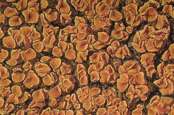 Lichen, From a Tomb Stone. (Detail)  