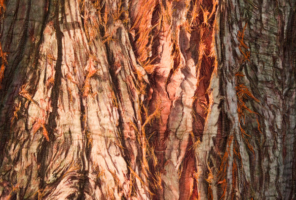 Sequoia, detail
				
				
					
	