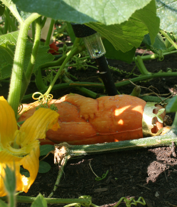 Product of Eden, 2010, squash, brass, 20" long (baby)