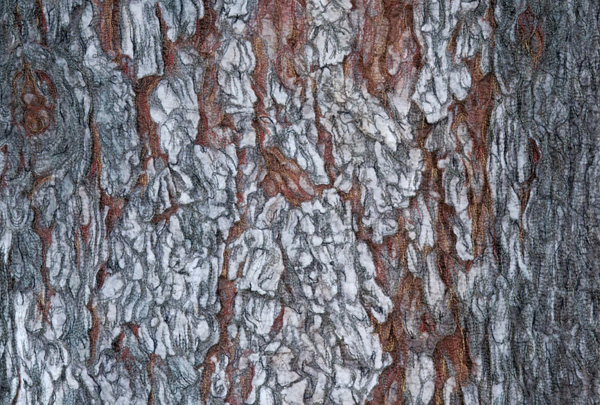 Blue Spruce Bark (Detail), Photo: Carolyn Pihach
