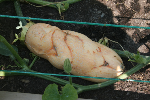 Product of Eden, 2010, squash, brass, 21" long (baby)