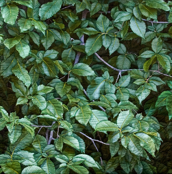 American Elm, 48" x 48"  2009, Materials: Digital image on cotton, archival pigment based inks, unbleached cotton, Setacolor fabric paints, assorted threads, cotton batting,Techniques: Digital photo transfer, fabric painting, quilting, Photo: Carolyn Pihach. 