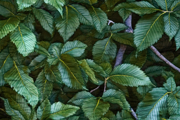 American Elm, detail 