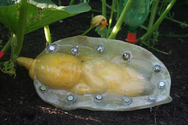 Product of Eden, 2010, baby growing in mould