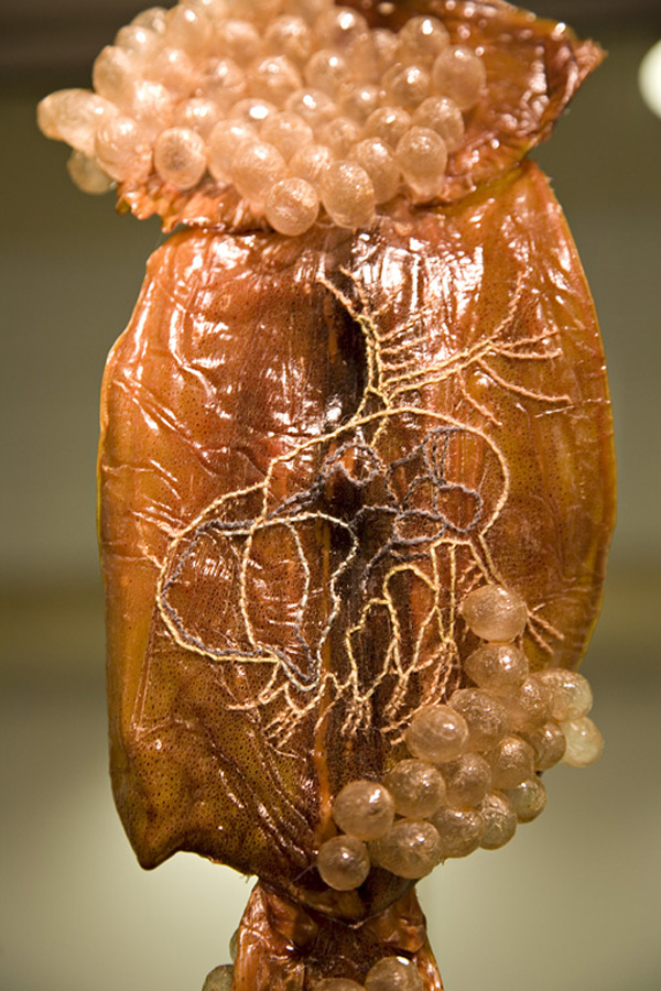Muddy Waters (detail), embroidery on dried squid with pig intestine, variable dimensions, 2011, photo: Kevin Bertram