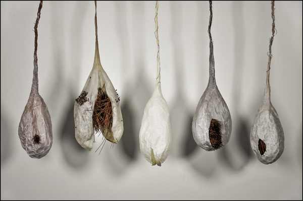 Milkpod; 2008; dimensions variable (approx 36"x7"x7" each); pantyhose, glue, pine needles, wire