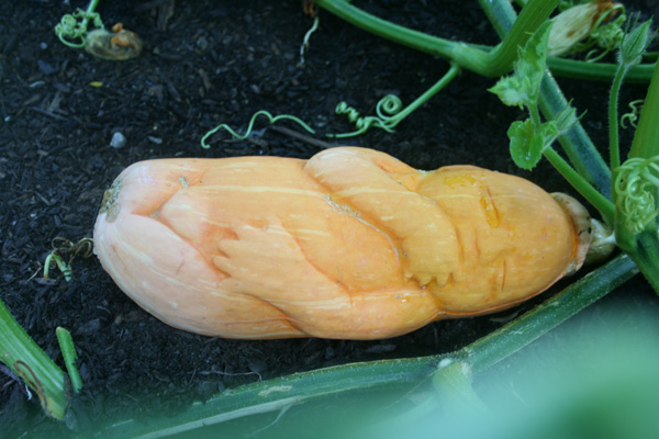 Product of Eden, 2010, squash, 20" long (baby)