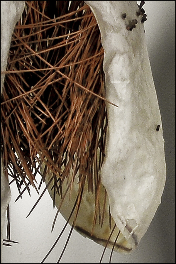 Milkpod; 2008; dimensions variable (approx 36"x7"x7" each); pantyhose, glue, pine needles, wire