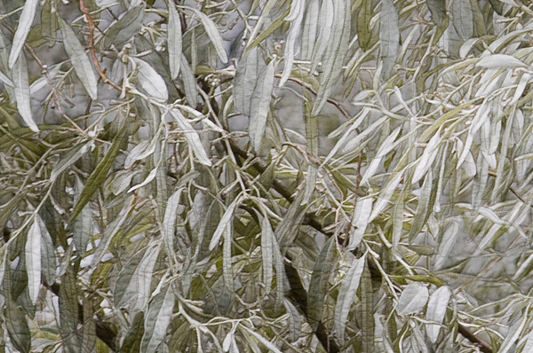 Russian Olive, detail