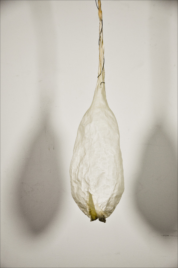 Milkpod; 2008; dimensions variable (approx 36"x7"x7" each); pantyhose, glue, pine needles, wire