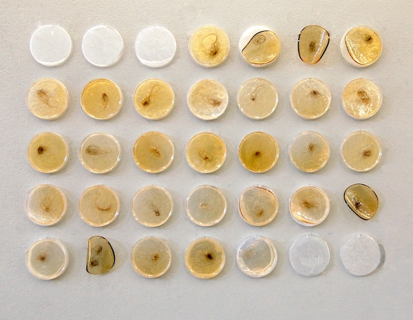 Grief, Month One: A Study, 2010, 57.15 H x 80 W x 1.25 D cm human hair, petri dishes, resin & resin dye technique: resin casting photo: Cliff Hollis