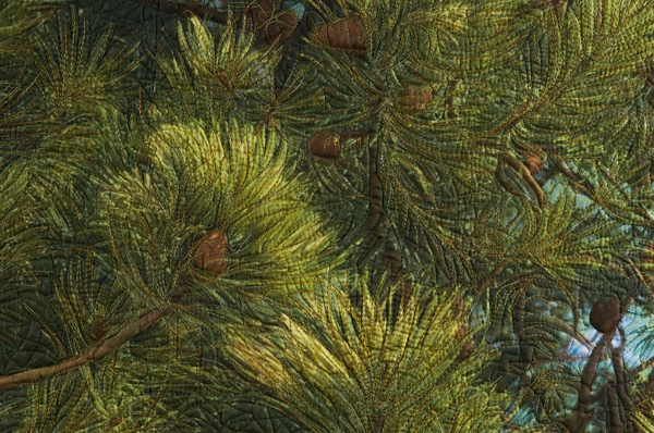 Scots Pine, detail