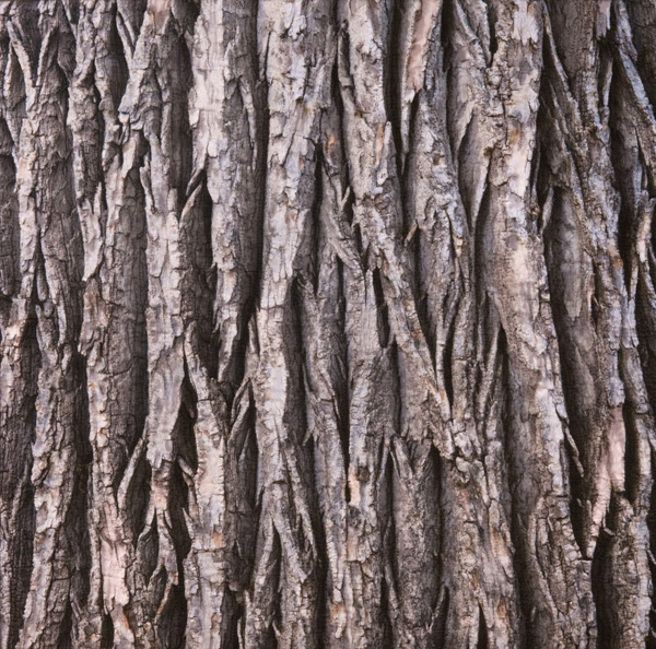 Cottonwood, 22" x 22", 2009, Materials: Digital image on cotton, archival pigment based inks, unbleached cotton, Setacolor fabric paints, assorted threads, cotton batting, Techniques: Digital photo transfer, fabric painting, quilting, Photo: Carolyn Pihach 