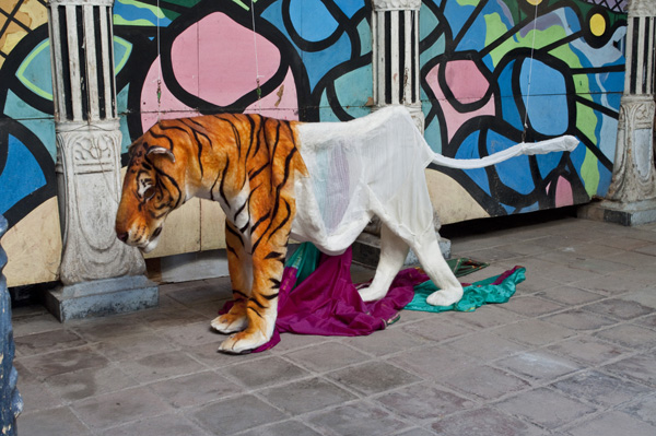 The Tigress of Jowlagiri, as shown at the Casa de la Cultura, Holguin, Cuba, as part of TRA(MA)PA, a Concordia show at the Romerías de Mayo Youth Arts Festival, 2011, 96" x 40" x 24", materials: wool, recycled textiles, silicone, pulleys, rope, techniques: wet felting, needle felting, sewing, casting