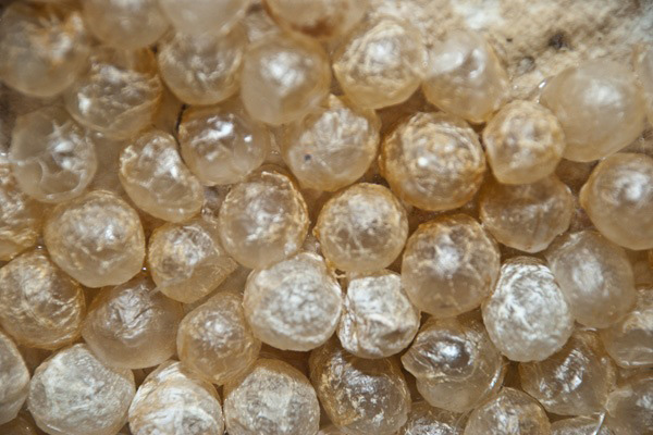 Gorge and Grow (detail), pig intestine on handmade paper, variable dimensions, 2010, photo: Nancy Arnold