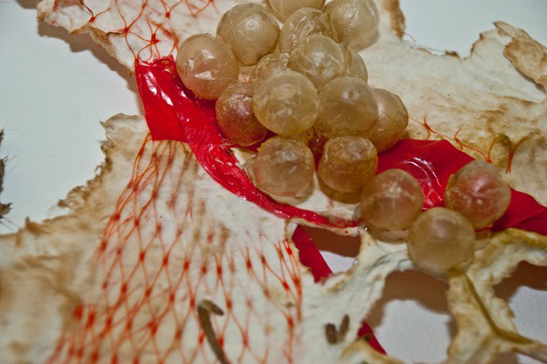 Gorge and Grow (detail), pig intestine on handmade paper with flagging tape and plastic net, variable dimensions, 2010, photo: Nancy Arnold