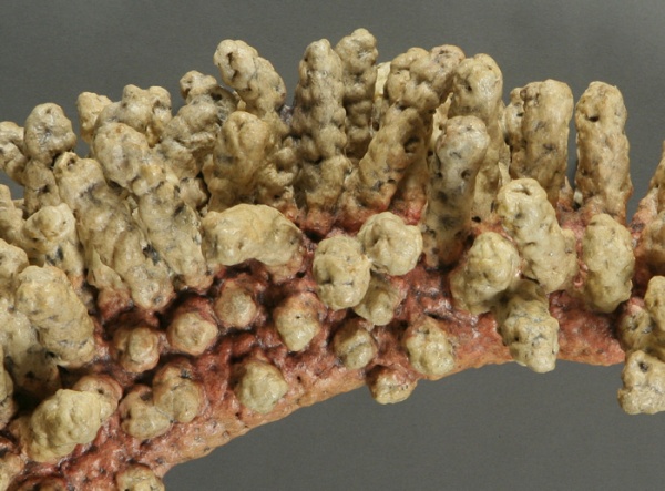 Quill (detail), crocheted Fiber & Acrylic, photo: Richard Nicol