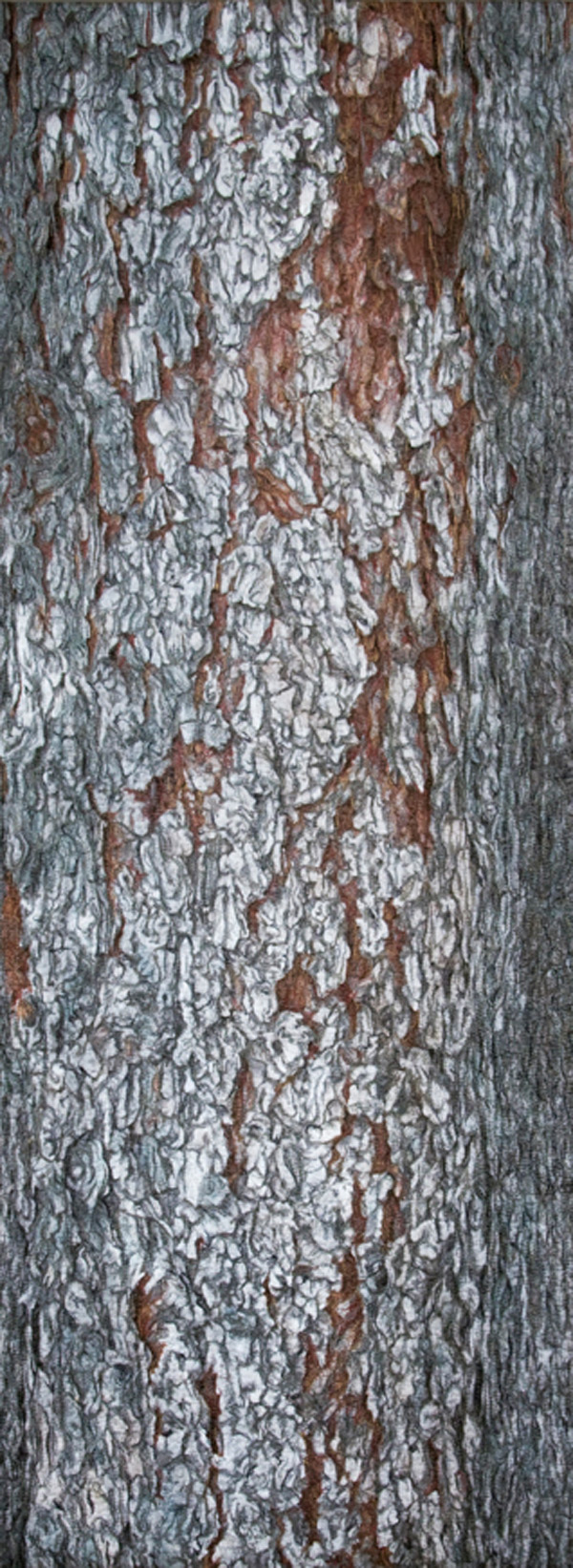 Blue Spruce, 22" x 60"  2009, Materials: Digital image on cotton, archival pigment based inks, unbleached cotton, Setacolor fabric paints, assorted threads, cotton batting, Techniques: Digital photo transfer, fabric painting, quilting, Photo: Carolyn Pihach