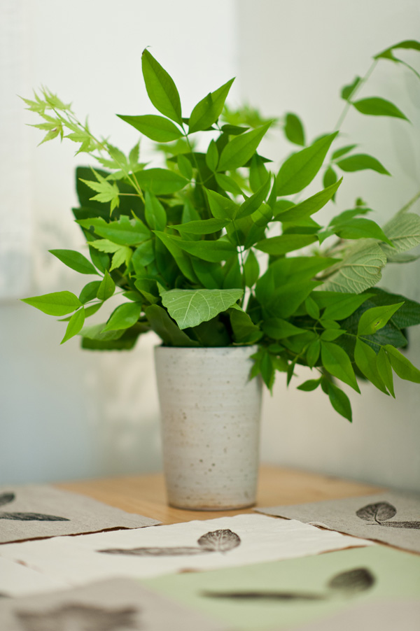 Leaves in studio