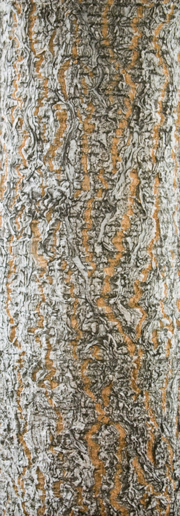 Ohio Buckeye, 22" x 63"  2009, Materials: Digital image on cotton, archival pigment based inks, unbleached cotton, Setacolor fabric paints, assorted threads, cotton batting,       Techniques: Digital photo transfer, fabric painting, quilting, Photo: Carolyn Pihach 