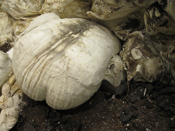 Of Synchronicity, detail, 2013, 9’H x 2’D x 5’W, plaster, wax, muslin, rubber latex, sisal, hand-dyed cotton rope, wood, pulley, dirt. Technique: Handmade, hand-dyed large-scale weaving loom using only a warp, plaster-cast hands, hand-sewn muslin. Photo: Mary Grisey.
 