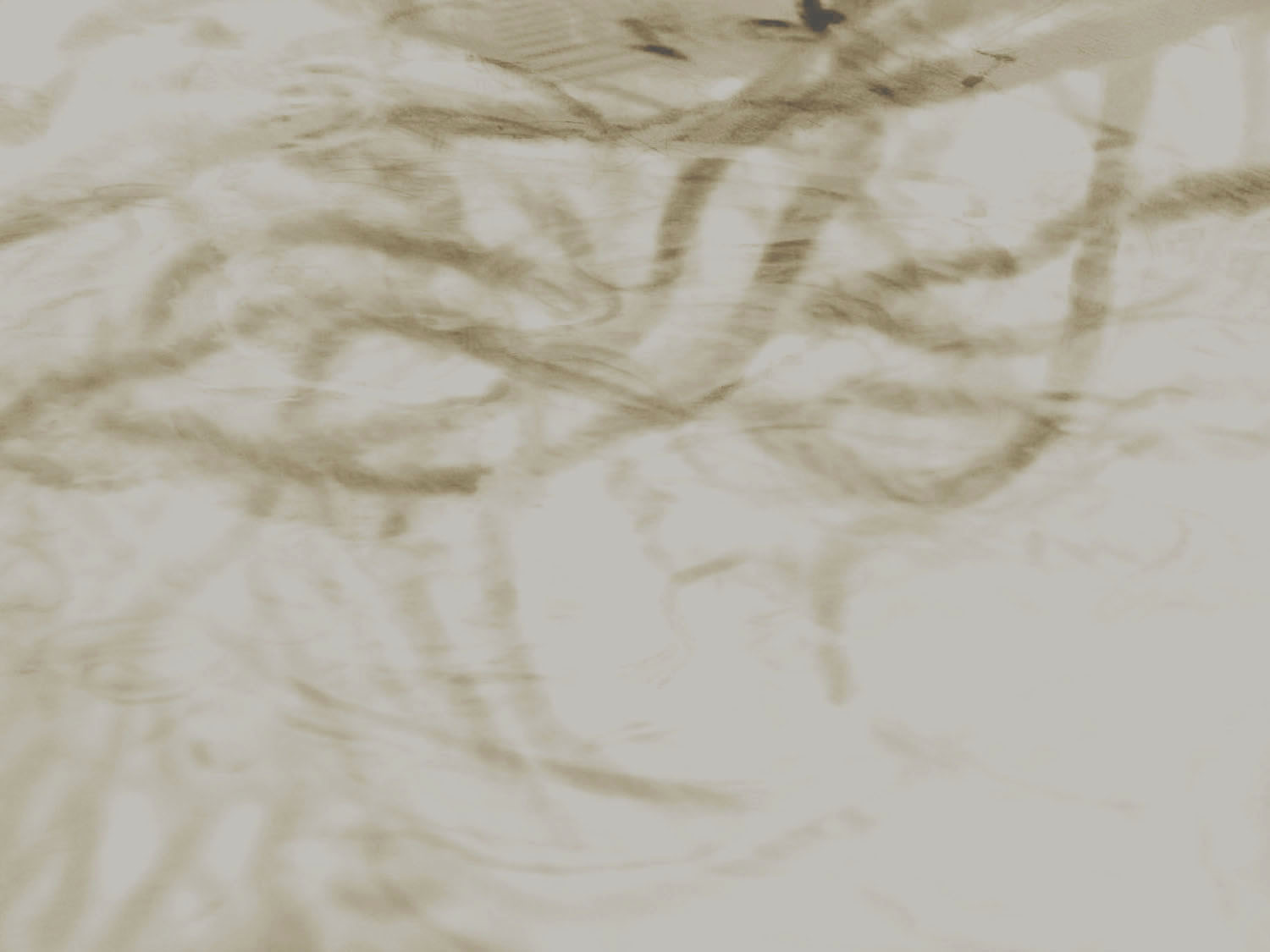 dagmar_kovar_background