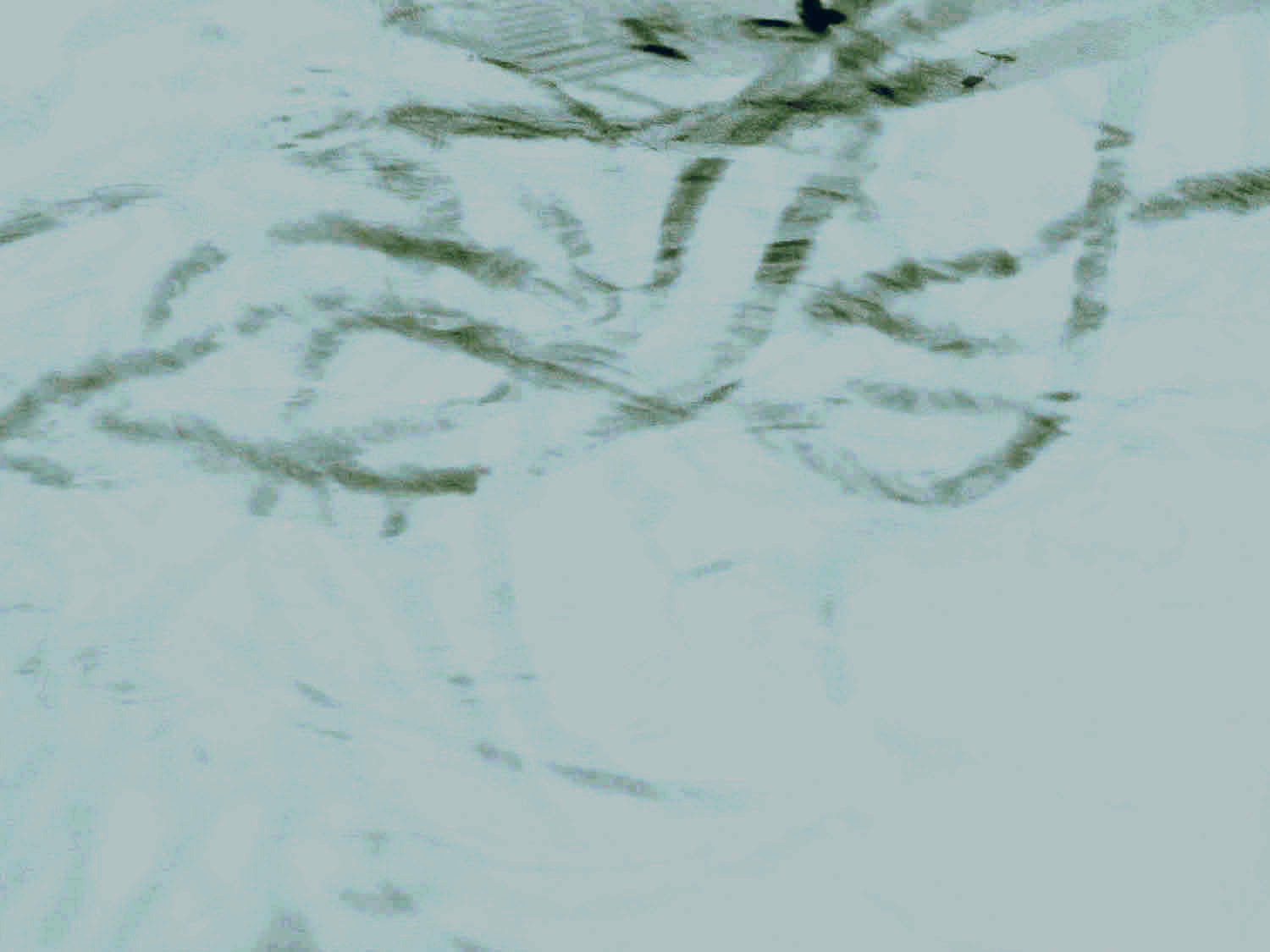 elisabeth_picard_background