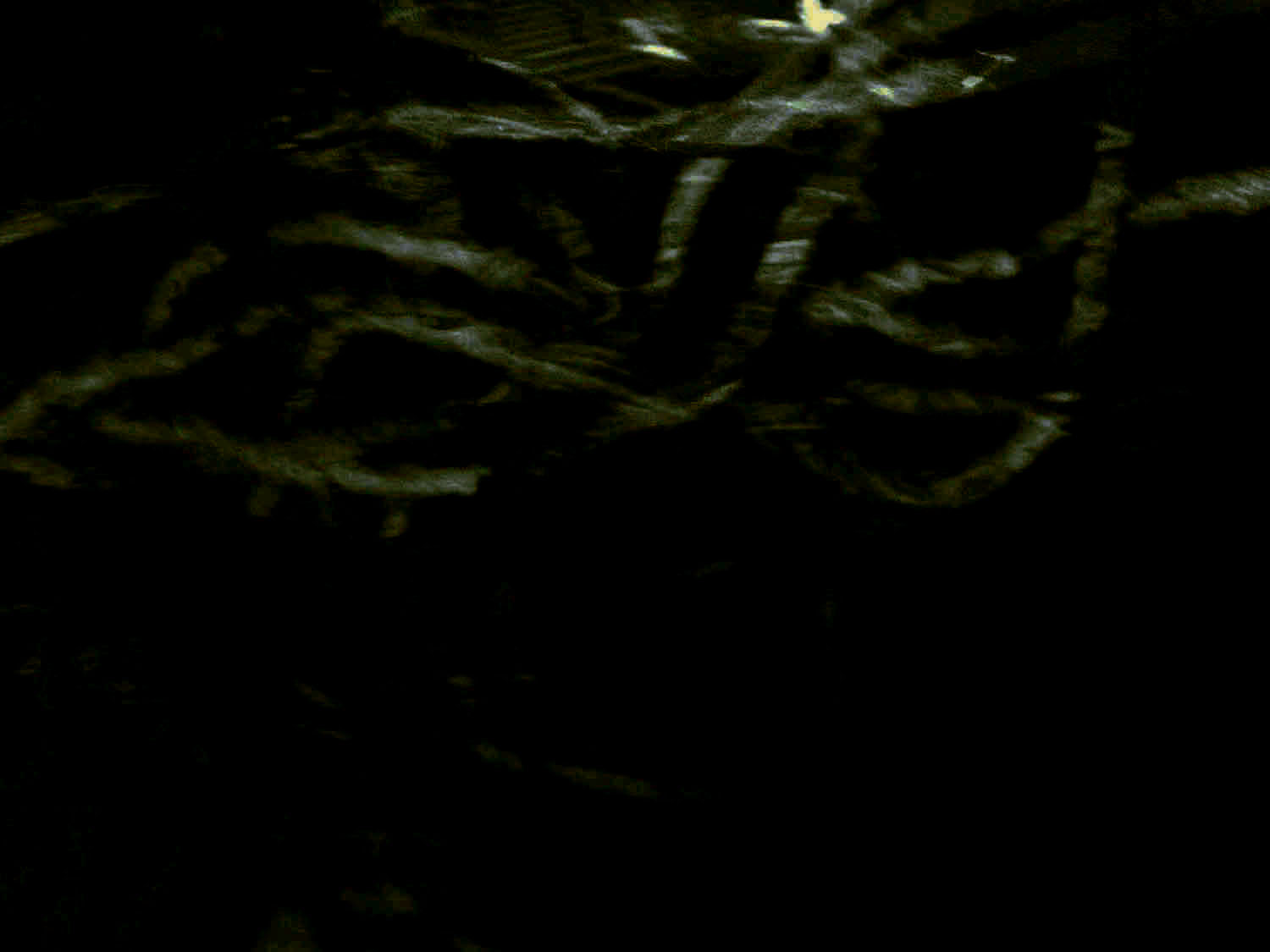 elisabetta_background