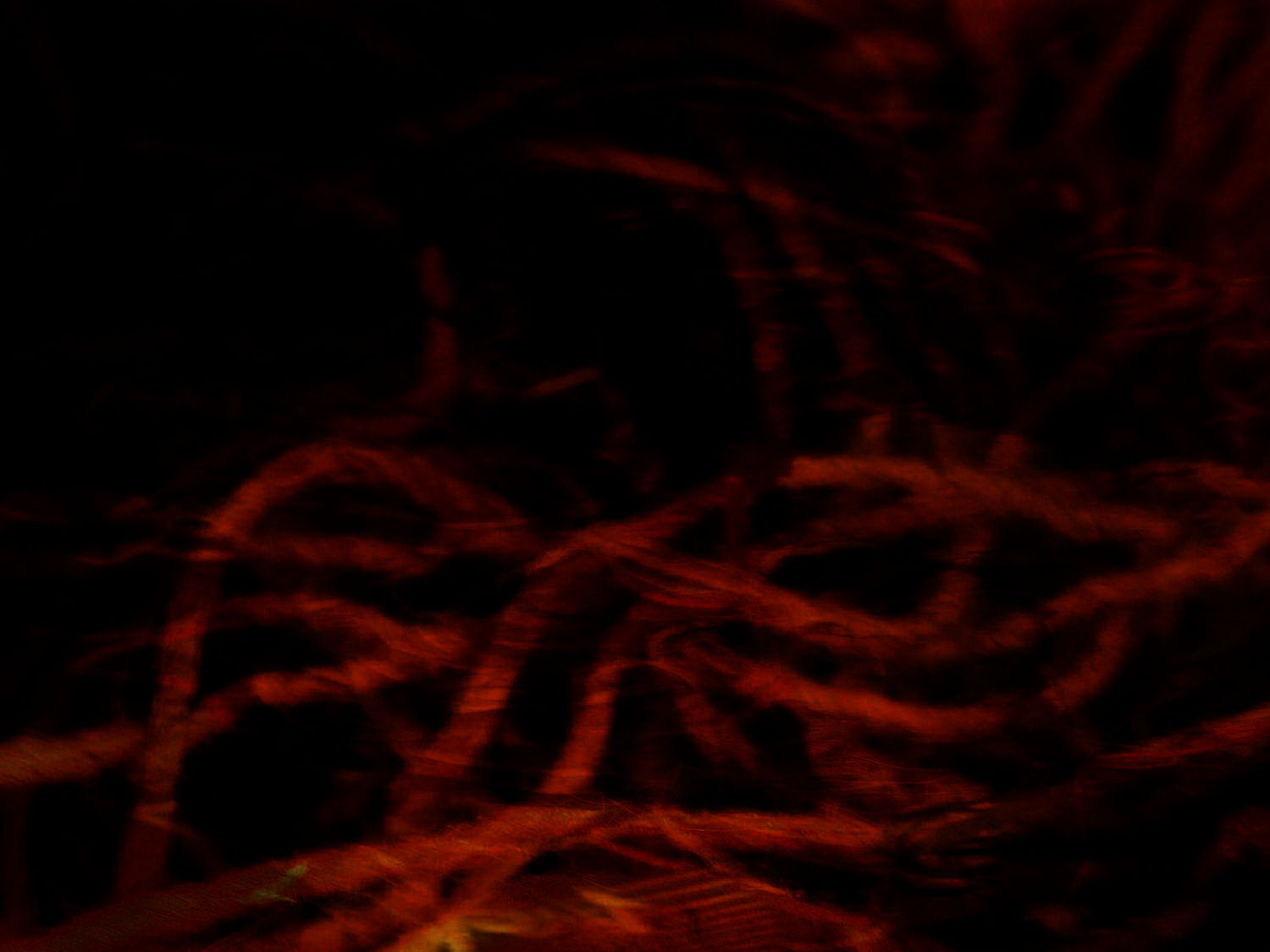 shanell_papp_background