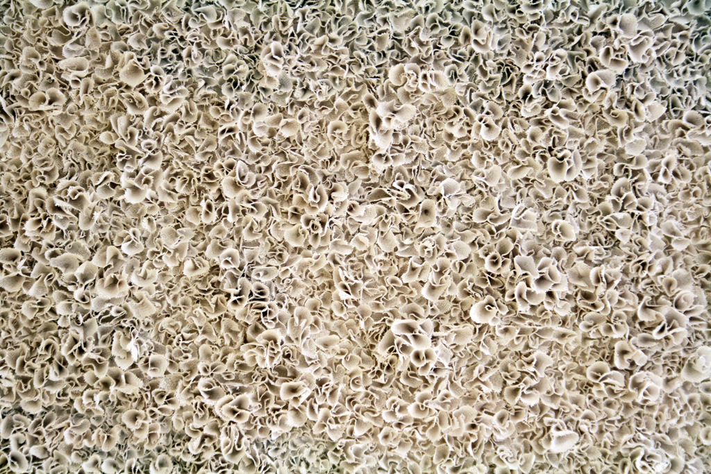 Wall Garden, detail.