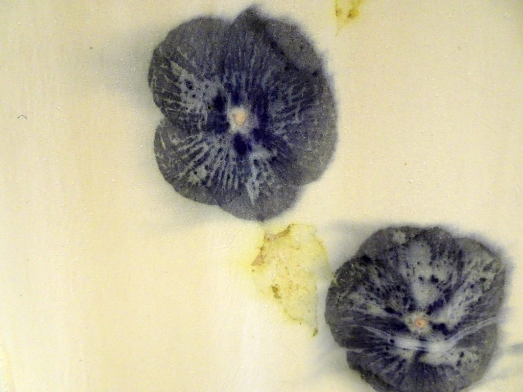 Linda Kollofski: Hibiscus 7, detail.