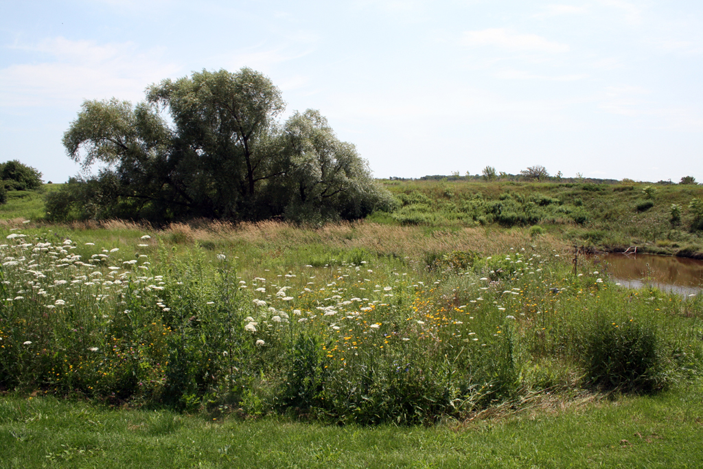 The stream at Joshua Creek Heritage Art Centre, Oakville, Ontario, Canada.