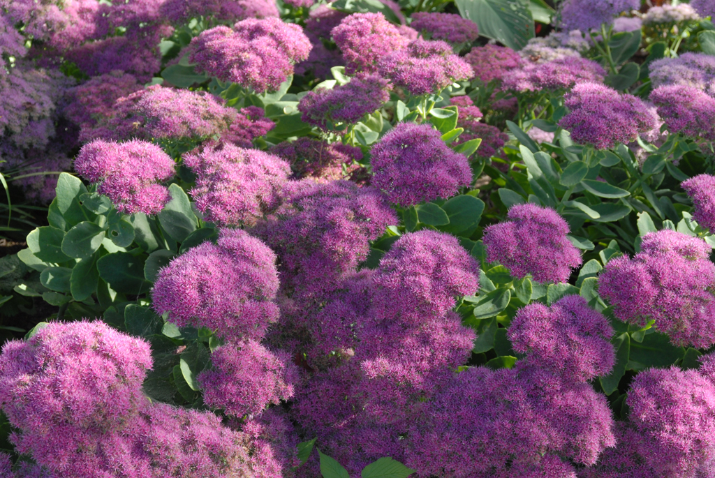 The gardens at Joshua Creek Heritage Art Centre, Oakville, Ontario, Canada.