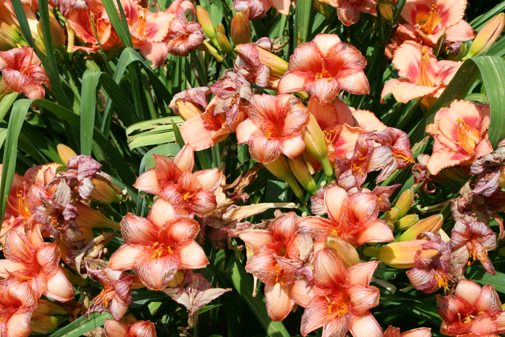 The gardens at Joshua Creek Heritage Art Centre, Oakville, Ontario, Canada.